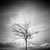 a tree